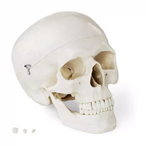 Koponya model. A PHY-SK-4 megvásárlásával a Physa-tól kap egy emberi koponya másolatát 1: 1 méretarányban, azaz. életnagyságban.