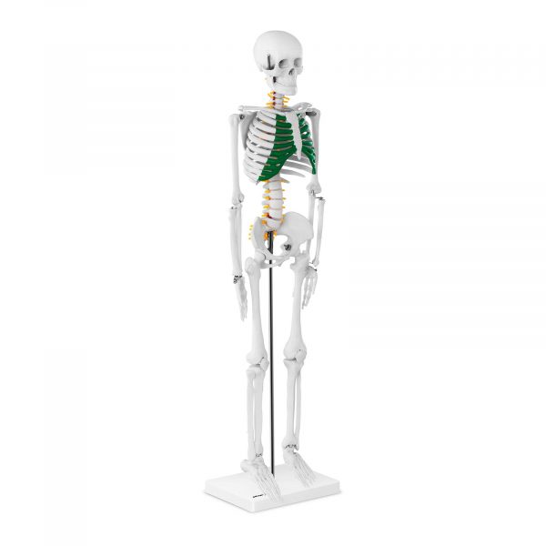 Mini emberi csontváz modell - 85 cm | PHY-SK-5
