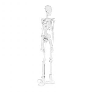 Az emberi csontváz mini modellje - méretarány 1: 4 (45 cm) | PHY-SK-6
