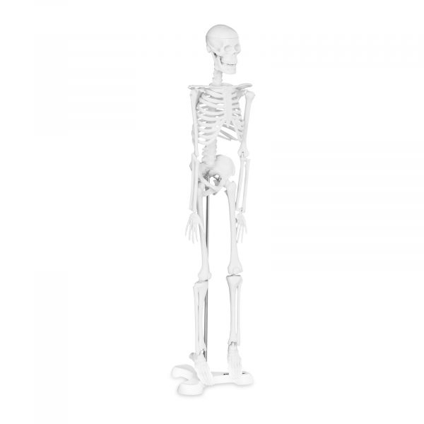 Az emberi csontváz mini modellje - méretarány 1: 4 (45 cm) | PHY-SK-6