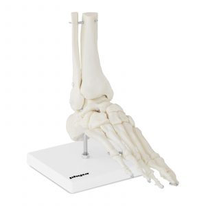 A láb és a boka csontvázának modellje