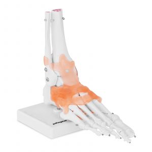 A láb és a boka csontvázának modellje - szalagokkal és ízületekkel taneszköz az emberi test anatómiájának tanulmányozásához.