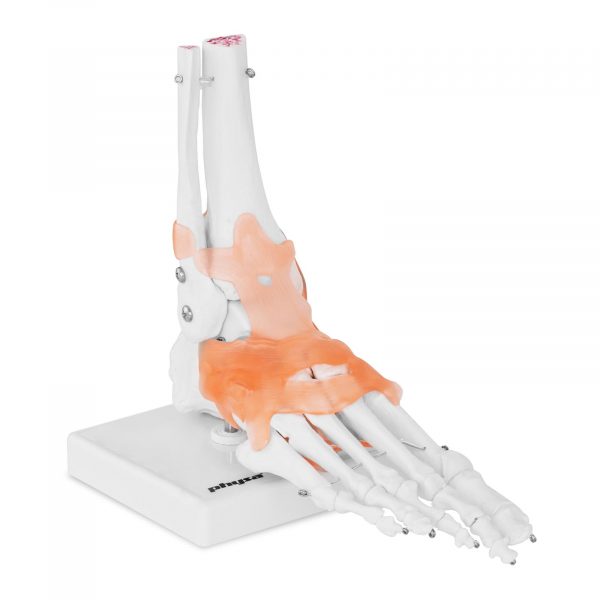 A láb és a boka csontvázának modellje - szalagokkal és ízületekkel taneszköz az emberi test anatómiájának tanulmányozásához.