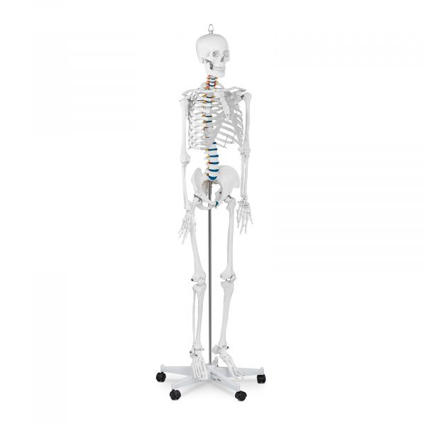 Életnagyságú emberi csontváz modell - 176 cm