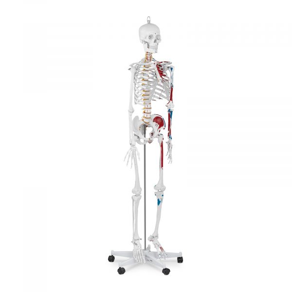 Életnagyságú emberi csontváz modell - 180 cm
