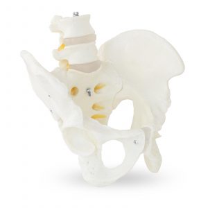 Csontváz modell férfi medence ágyéki csigolyákkal