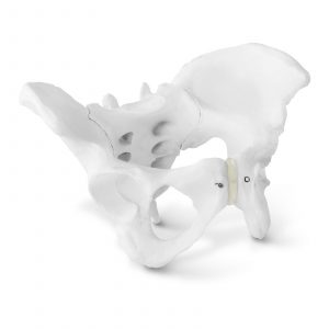 Női medence csontváz modellje