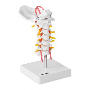 A nyaki gerinc modellje