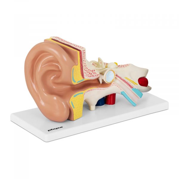 Fül modell | PHY-EM-1